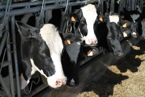 K&W Dairy