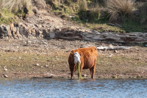 North Fork Malheur Grazing