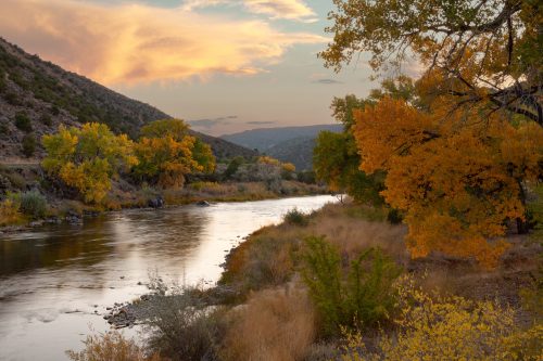 Rio Grande silvery minnow