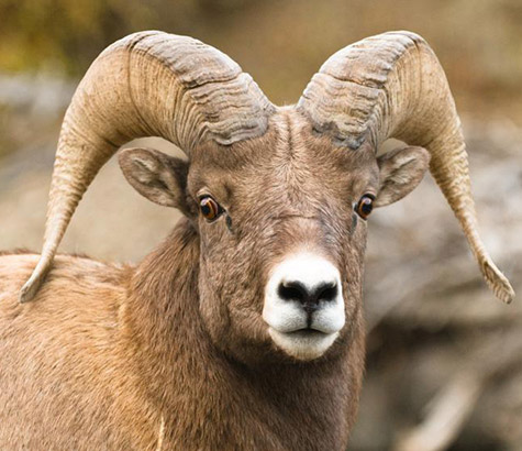Environmental law Bighorn sheep Advocates for the West