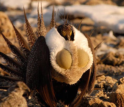 Advocates for the West Sage grouse photographed by Robert Crow