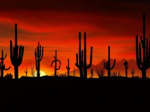 Sonoran Desert Sunset protect environmental law Advocates for the Wes