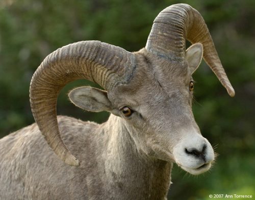 Court upholds critical protections for bighorn sheep in Idaho!