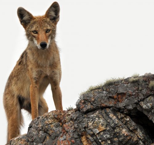 Idaho Wildlife Services Environmental Assessment