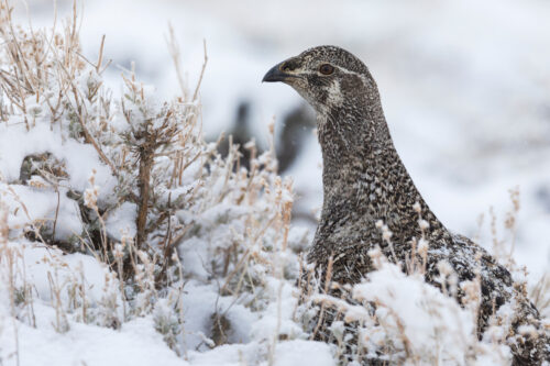 Great Basin sage-grouse