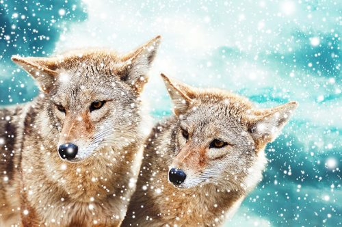 BLM Withdraws Permit for Idaho Predator Killing Derby!