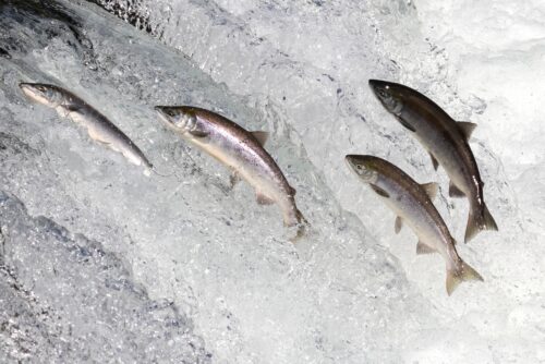 Idaho Water Quality: Fish Consumption Rate