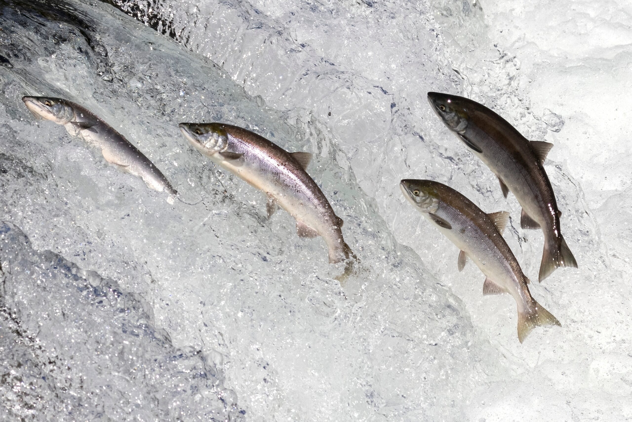 Idaho Water Quality: Fish Consumption Rate