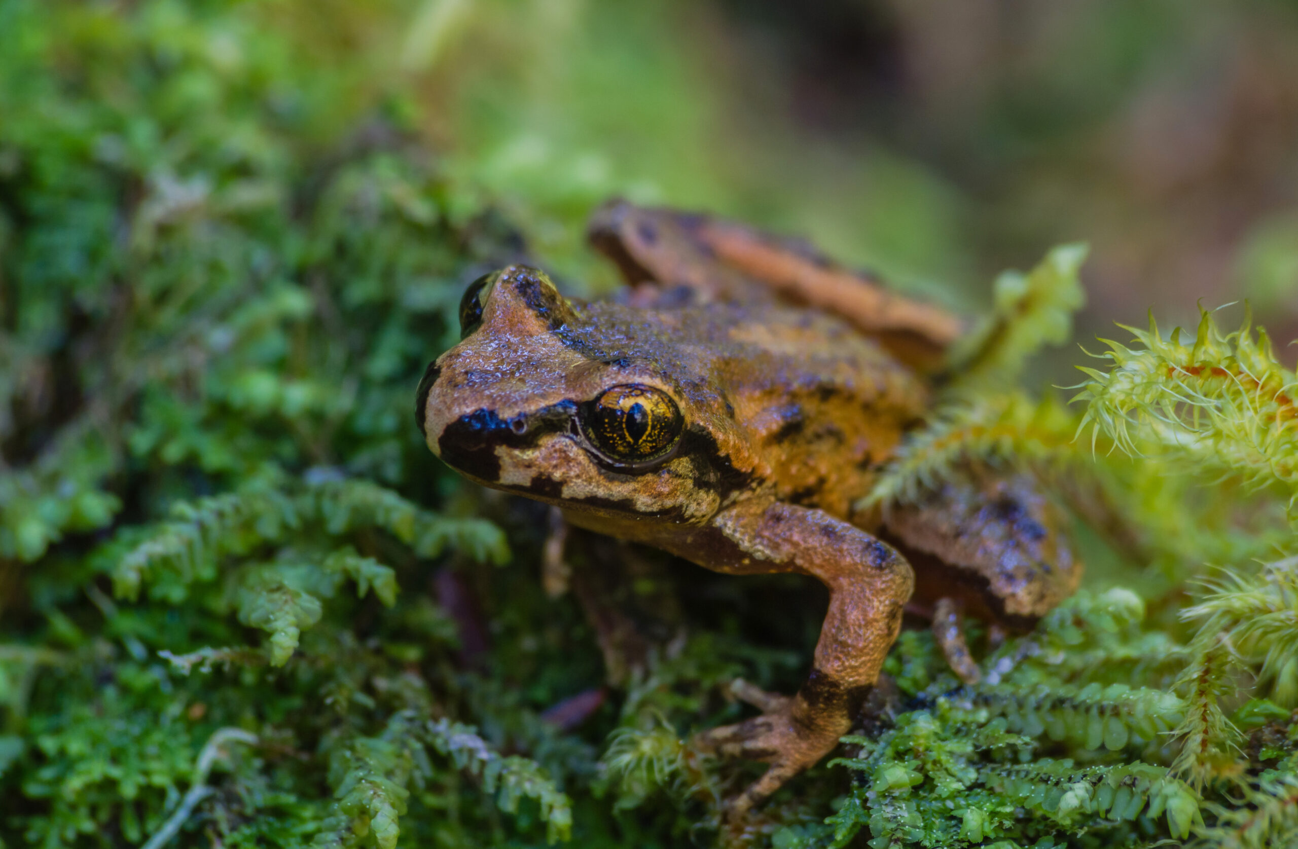 Oregon Spotted Frog on Antelope Allotment
