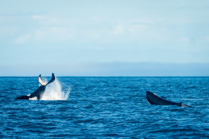 Puget Sound Orcas leaping