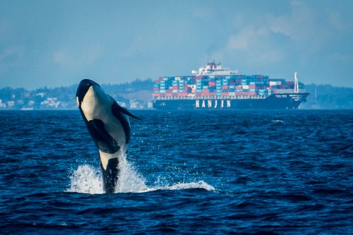 Of Orcas and Dams