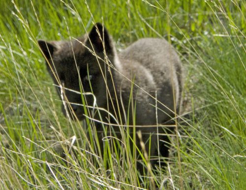 Sawtooth Wolves