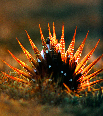 Sage-Grouse ESA Listing