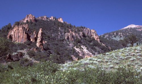 Jarbidge Sage-Grouse