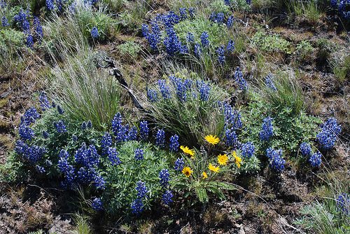 Washington State Lands