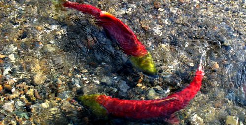 Defending Salmon and Steelhead from BPA Disregard