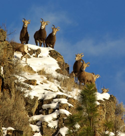Bighorn Sheep — Hells Canyon and Salmon River