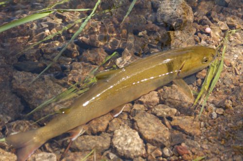 Otter Creek Diversion Challenge