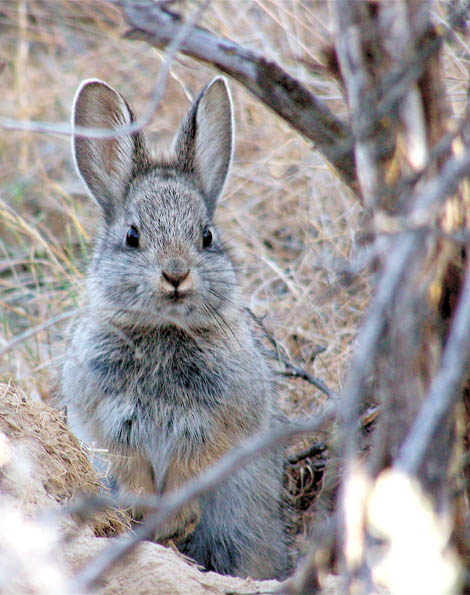 Pygmy rabbit listing