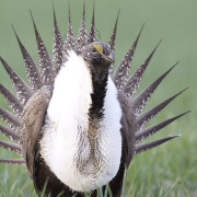 Advocates for the West joins call for large-scale sage-grouse protections
