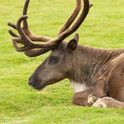 Caribou Habitat Protection Followup Case