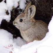Pygmy Rabbit Not Warranted for ESA Listing