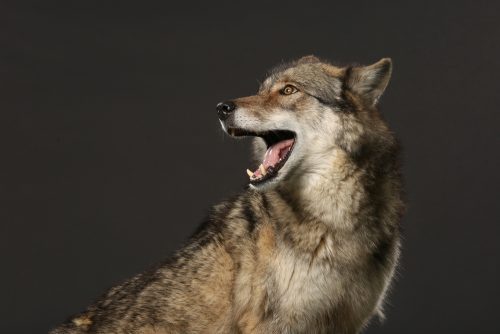 Idaho Wildlife Services 2017 FOIA