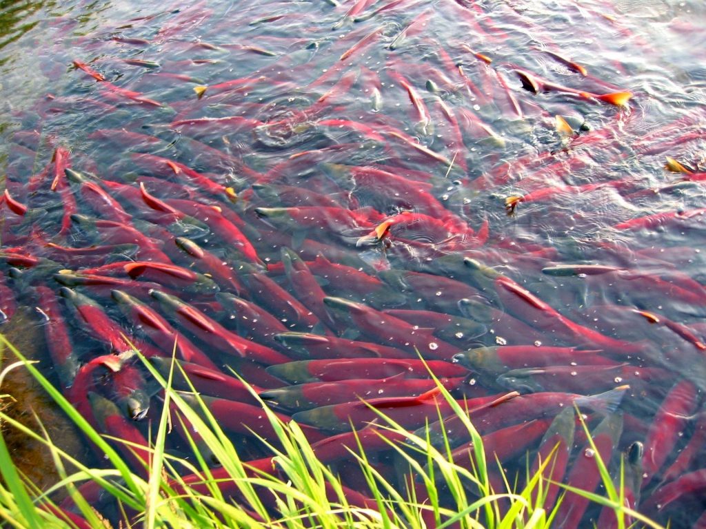 Wild Sockeye Salmon