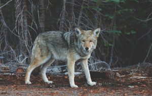 Protect the Coyote