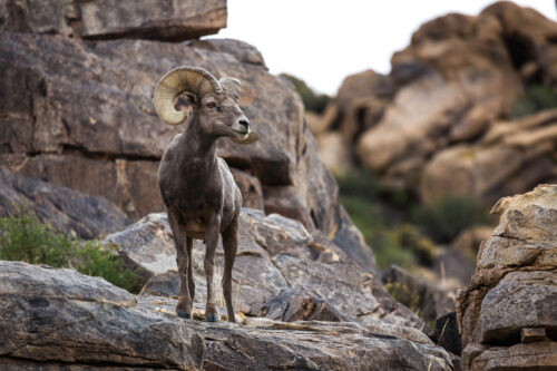 South Beaverhead Bighorn Sheep