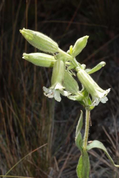 Hells Canyon Spalding’s Catchfly