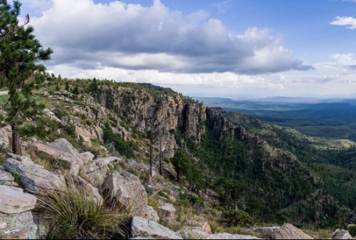 Mogollon Rim Cattle Grazing