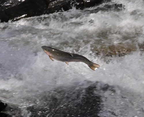Pahsimeroi Endangered Fish