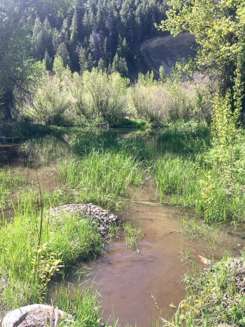 Triumph Mine Arsenic Pollution