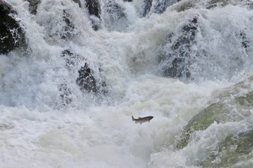 APPEALS COURT AFFIRMS DECISION THAT SAWTOOTH VALLEY DIVERSIONS HARM SALMON
