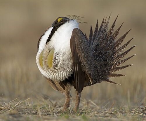 Sage-Grouse Land Use Plans