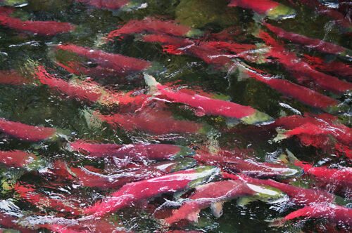 Salmon and Steelhead Die-Offs in Columbia and Snake Rivers