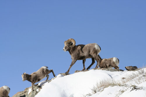 Wishbone Bighorn Herd Protection