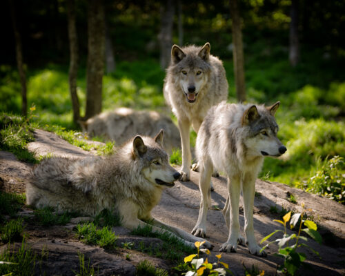 Idaho Wildlife Services FOIA Lawsuit