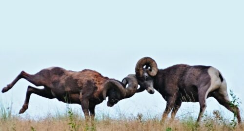 New Action to Protect Bighorn Sheep in Washington