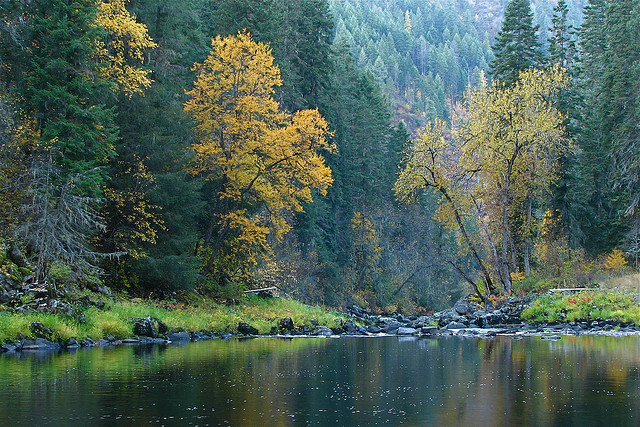Logging in the Salmon-Clearwater Divide