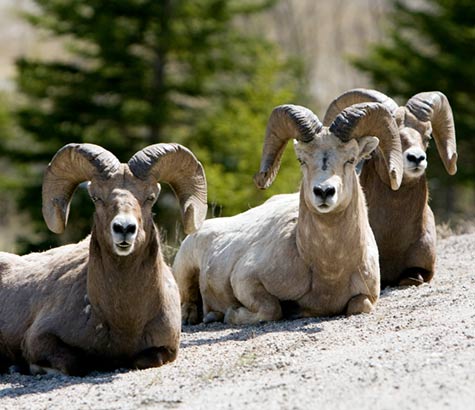 Victory for bighorn sheep and other wildlife in the Centennial Mountains!