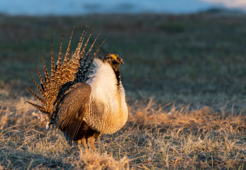 Grouse, Meadow, Rock, & Trail Creek grazing allotments