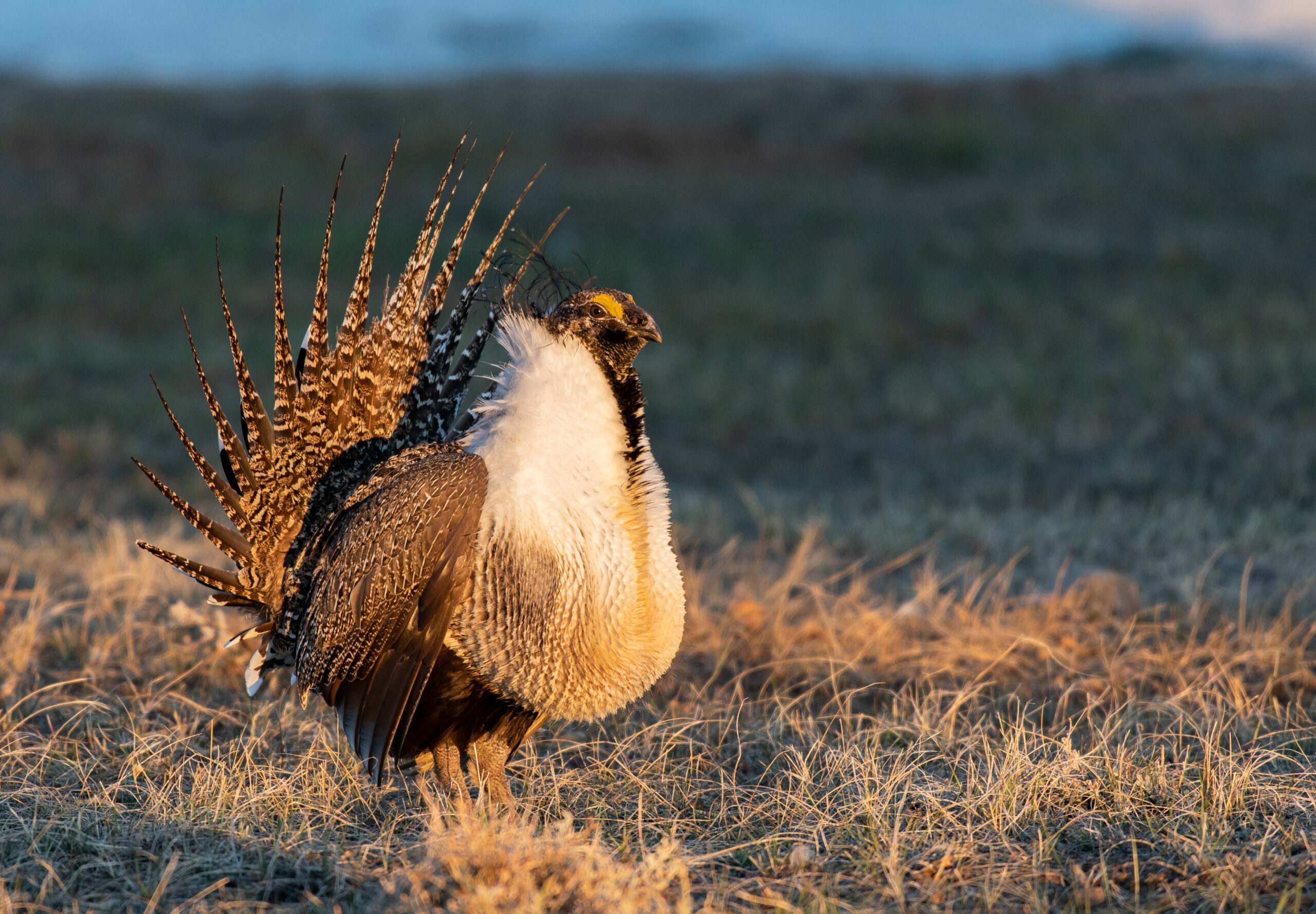 Oil & Gas Leases in Sage-Grouse Habitat