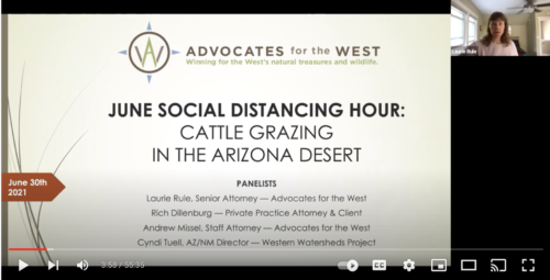 6-30-21 Social Distancing Hour: Cattle Grazing in the Arizona Desert