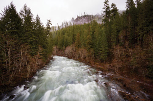 Willamette River Salmon and Steelhead Legal Attacks