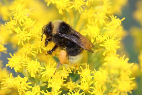 Protecting Native Pollinators, Sage-grouse from Pesticide Spraying