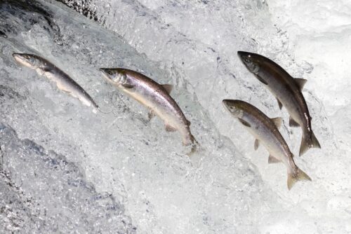 Biden administration, BPA ignore pressing need for fish funds