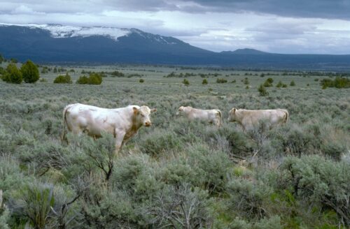 Bureau of Land Management Rangeland Degradation