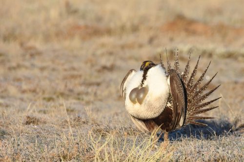 Proposed Sage-Grouse Management Undermines Current Protections and Sweeps Away Critical Conservation Measures